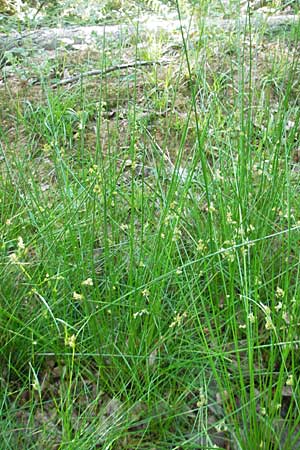 Juncus effusus \ Flatter-Binse / Soft Rush, D Odenwald, Neckargemünd-Mückenloch 26.5.2011