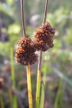 Juncus effusus \ Flatter-Binse / Soft Rush, D Hassloch 11.7.2013