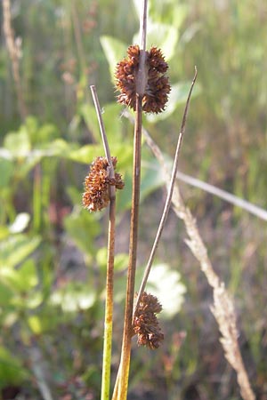 Juncus effusus \ Flatter-Binse / Soft Rush, D Hassloch 11.7.2013