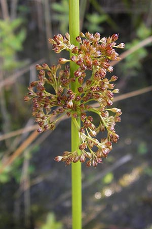 Juncus effusus \ Flatter-Binse / Soft Rush, D Hassloch 11.7.2013