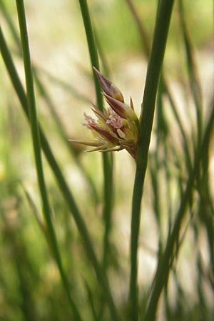 Juncus filiformis \ Faden-Binse / Thread Rush, D Oberstdorf 22.6.2011