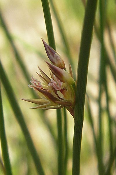 Juncus filiformis \ Faden-Binse / Thread Rush, D Oberstdorf 22.6.2011
