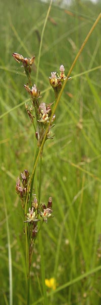Juncus gerardii \ Bodden-Binse, Salz-Binse / Saltmeadow Rush, D Frankfurt-Harheim 15.6.2013