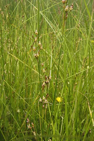 Juncus gerardii \ Bodden-Binse, Salz-Binse / Saltmeadow Rush, D Frankfurt-Harheim 15.6.2013