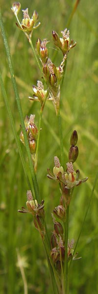 Juncus gerardii \ Bodden-Binse, Salz-Binse / Saltmeadow Rush, D Frankfurt-Harheim 15.6.2013
