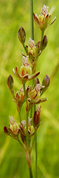 Juncus gerardii \ Bodden-Binse, Salz-Binse / Saltmeadow Rush, D Frankfurt-Harheim 15.6.2013