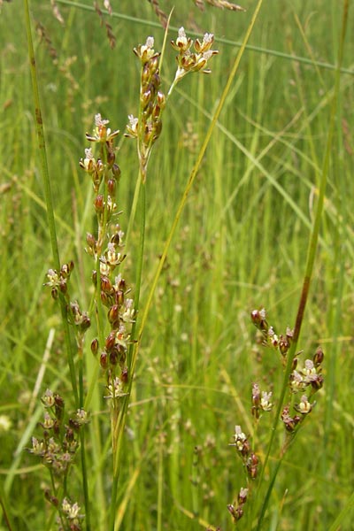Juncus gerardii \ Bodden-Binse, Salz-Binse / Saltmeadow Rush, D Frankfurt-Harheim 15.6.2013