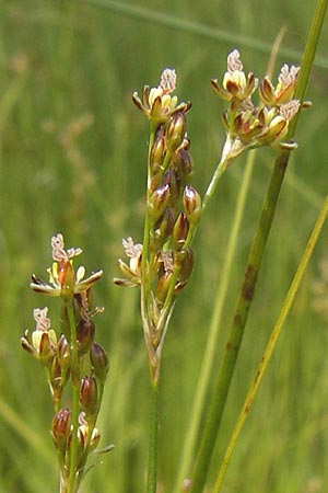 Juncus gerardii \ Bodden-Binse, Salz-Binse / Saltmeadow Rush, D Frankfurt-Harheim 15.6.2013