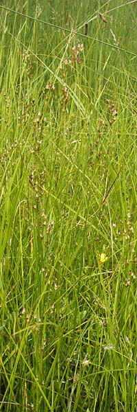 Juncus gerardii \ Bodden-Binse, Salz-Binse / Saltmeadow Rush, D Frankfurt-Harheim 15.6.2013