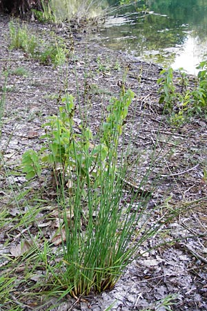 Juncus inflexus \ Blaugrne Binse / Hard Rush, D Gimbsheim 1.7.2014