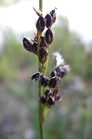 Juncus inflexus \ Blaugrne Binse / Hard Rush, D Gimbsheim 1.7.2014