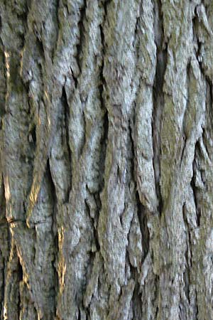Juglans nigra \ Schwarznuss / Black Walnut, American Walnut, D Mannheim 4.10.2014