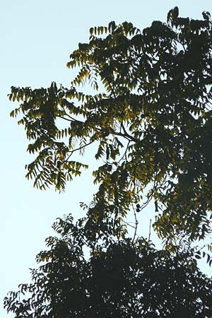 Juglans nigra \ Schwarznuss / Black Walnut, American Walnut, D Mannheim 4.10.2014