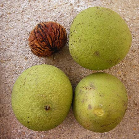Juglans nigra \ Schwarznuss / Black Walnut, American Walnut, D Mannheim 4.10.2014