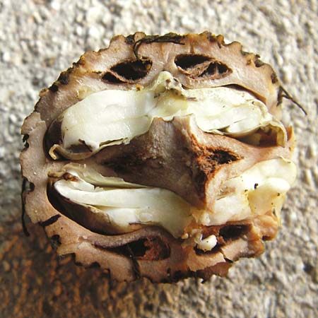 Juglans nigra \ Schwarznuss / Black Walnut, American Walnut, D Mannheim 4.10.2014