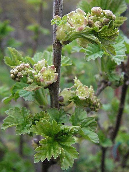 Ribes rubrum \ Rote Johannisbeere / Red Currant, D Pforzheim 7.4.2007
