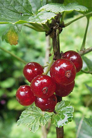 Ribes rubrum \ Rote Johannisbeere / Red Currant, D Pforzheim 23.6.2007