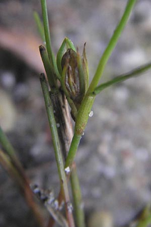 Juncus ranarius \ Frosch-Binse / Frog Rush, D Ludwigshafen 10.10.2011