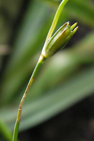Juncus ranarius \ Frosch-Binse / Frog Rush, D Ludwigshafen 10.10.2011