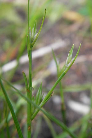 Juncus ranarius \ Frosch-Binse / Frog Rush, D Ludwigshafen 10.10.2011