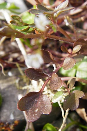 Cardamine occulta \ Japanisches Reisfeld-Schaumkraut / Japanese Rice-Field Bitter-Cress, D Insel/island Reichenau, Oberzell 1.4.2014