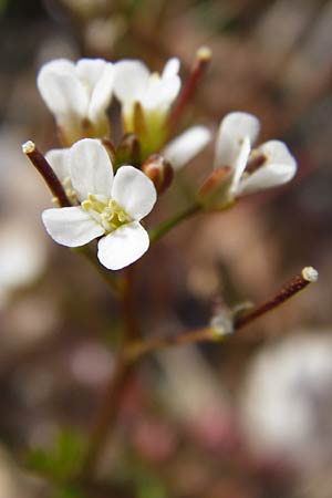 Cardamine occulta \ Japanisches Reisfeld-Schaumkraut / Japanese Rice-Field Bitter-Cress, D Insel/island Reichenau, Oberzell 1.4.2014