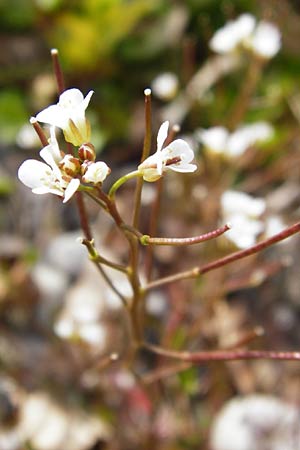 Cardamine occulta \ Japanisches Reisfeld-Schaumkraut / Japanese Rice-Field Bitter-Cress, D Insel/island Reichenau, Oberzell 1.4.2014