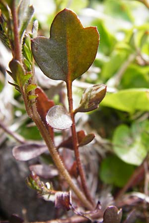 Cardamine occulta \ Japanisches Reisfeld-Schaumkraut / Japanese Rice-Field Bitter-Cress, D Insel/island Reichenau, Oberzell 1.4.2014