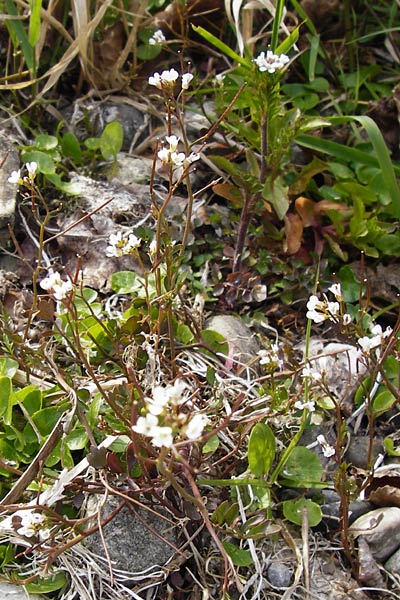 Cardamine occulta \ Japanisches Reisfeld-Schaumkraut / Japanese Rice-Field Bitter-Cress, D Insel/island Reichenau, Oberzell 1.4.2014