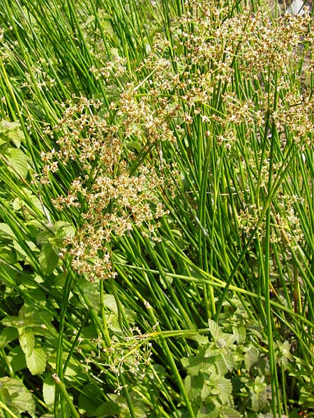 Juncus subnodulosus \ Kalk-Binse, Stumpfbltige Binse / Blunt-Flowered Rush, D Gimbsheim 1.7.2014