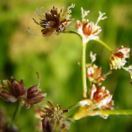 Juncus subnodulosus \ Kalk-Binse, Stumpfbltige Binse / Blunt-Flowered Rush, D Gimbsheim 1.7.2014
