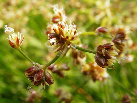 Juncus subnodulosus \ Kalk-Binse, Stumpfbltige Binse / Blunt-Flowered Rush, D Gimbsheim 1.7.2014
