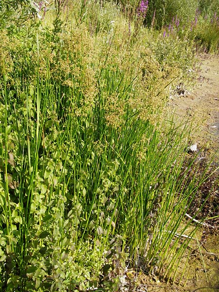 Juncus subnodulosus \ Kalk-Binse, Stumpfbltige Binse / Blunt-Flowered Rush, D Gimbsheim 1.7.2014