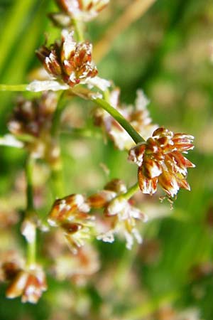 Juncus subnodulosus \ Kalk-Binse, Stumpfbltige Binse / Blunt-Flowered Rush, D Gimbsheim 1.7.2014