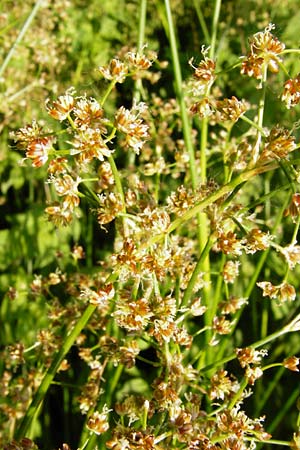 Juncus subnodulosus \ Kalk-Binse, Stumpfbltige Binse / Blunt-Flowered Rush, D Gimbsheim 1.7.2014