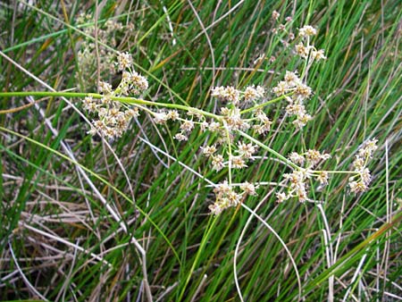 Juncus subnodulosus \ Kalk-Binse, Stumpfbltige Binse / Blunt-Flowered Rush, D Gimbsheim 1.7.2014