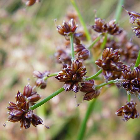 Juncus subnodulosus \ Kalk-Binse, Stumpfbltige Binse / Blunt-Flowered Rush, D Gimbsheim 1.7.2014
