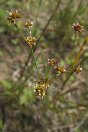 Juncus bulbosus \ Zwiebel-Binse / Bulbous Rush, D Schauernheim 18.7.2011