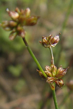 Juncus bulbosus \ Zwiebel-Binse / Bulbous Rush, D Schauernheim 18.7.2011