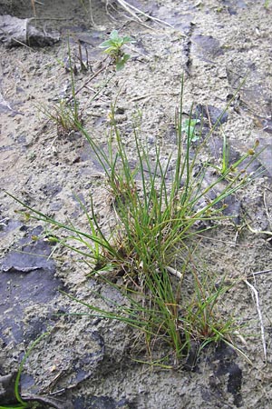 Juncus bulbosus \ Zwiebel-Binse / Bulbous Rush, D Hanhofen 25.7.2011