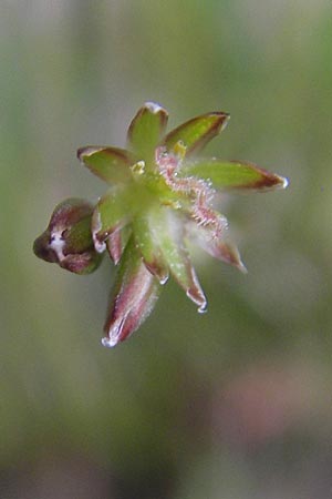 Juncus bulbosus \ Zwiebel-Binse / Bulbous Rush, D Hanhofen 25.7.2011