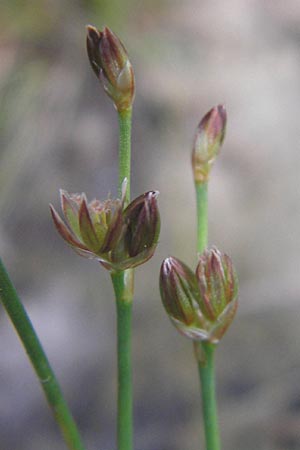 Juncus bulbosus \ Zwiebel-Binse / Bulbous Rush, D Hanhofen 25.7.2011