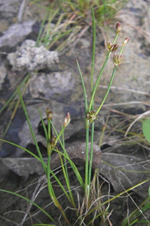 Juncus bulbosus \ Zwiebel-Binse / Bulbous Rush, D Hanhofen 25.7.2011
