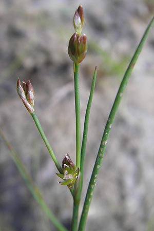 Juncus bulbosus \ Zwiebel-Binse / Bulbous Rush, D Hanhofen 25.7.2011