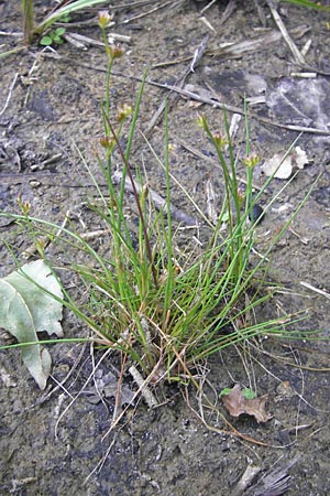 Juncus bulbosus \ Zwiebel-Binse / Bulbous Rush, D Hanhofen 25.7.2011