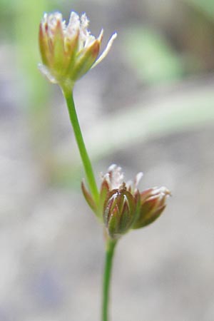 Juncus bulbosus \ Zwiebel-Binse / Bulbous Rush, D Hanhofen 25.7.2011