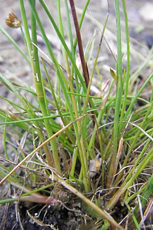 Juncus bulbosus \ Zwiebel-Binse / Bulbous Rush, D Hanhofen 25.7.2011