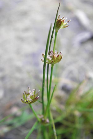 Juncus bulbosus \ Zwiebel-Binse / Bulbous Rush, D Hanhofen 25.7.2011