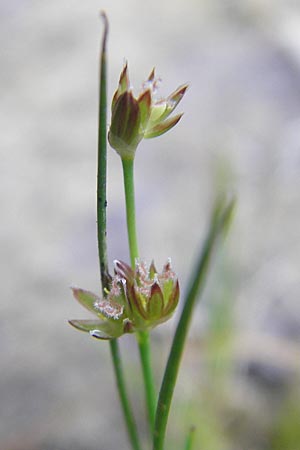 Juncus bulbosus \ Zwiebel-Binse / Bulbous Rush, D Hanhofen 25.7.2011