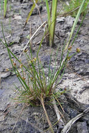 Juncus bulbosus \ Zwiebel-Binse / Bulbous Rush, D Hanhofen 25.7.2011